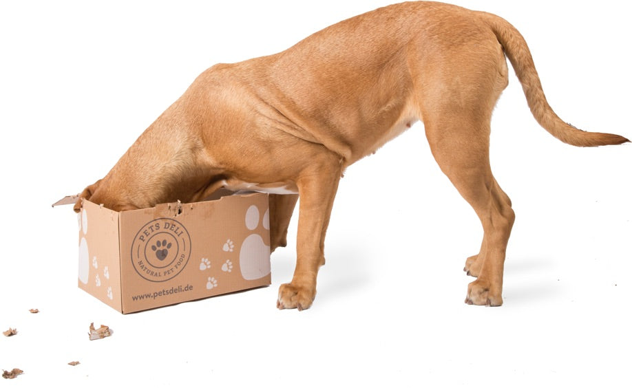 Hund der in einer Pets Deli Lieferung schnüffelt